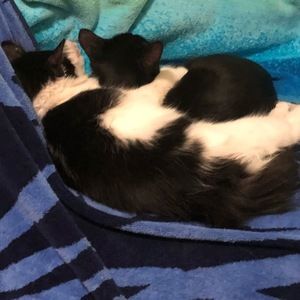 Meet your Posher, Perry mason & della street